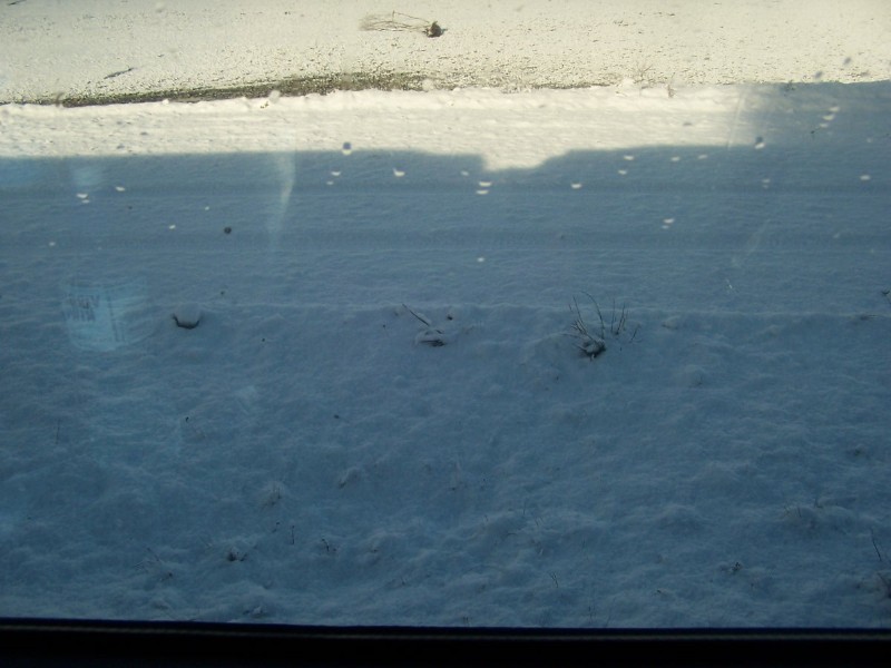 100_6393.JPG